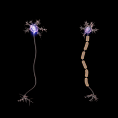 Neurons firing