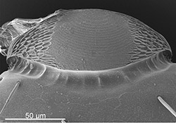 Microscopic images of Pheidole pallidula sound-making organ.