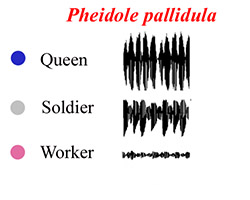 Ant sound pulses Pheidole pallidula