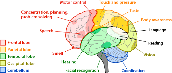 Map of brain regions and what they do