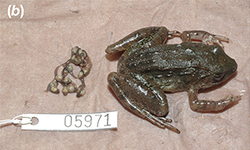 Female fanged frog with developed tadpoles removed from her body