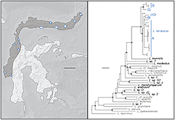 The left image shows a map of Indonesia, with the Sulwesi island in a dark gray to show its location. Small blue marks show the locations where the scientists found the fanged frog. The right image shows a phylogenic tree. Each blue mark on the Indonesia map is a different shape, and these shapes are mapped on to the upper portion of the phylogenic tree to show the evolutionary connection to other frogs. The tree starts on the left and extend to the right.