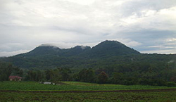 this landscape photo is of a Sulwesi forest. The foreground is very vibrant green, with a single brown line going across the picture, perhaps a road. The background holds a large mountain jutting above a large number of trees in a forest. The sky around the mountains is very cloudy, and on the right side you can see just a hint of blue sky