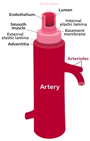 Artery anatomy