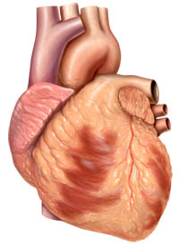 Human heart anterior view