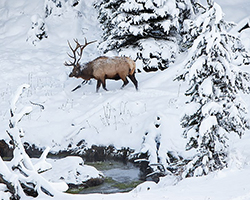 A bull elk with large antlers walks through the forest covered in a few inches of snow.