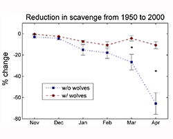 A graph showing how carrion would differ over time with and without wolves.