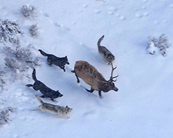 Four wolves chasing down a bull elk in the snow