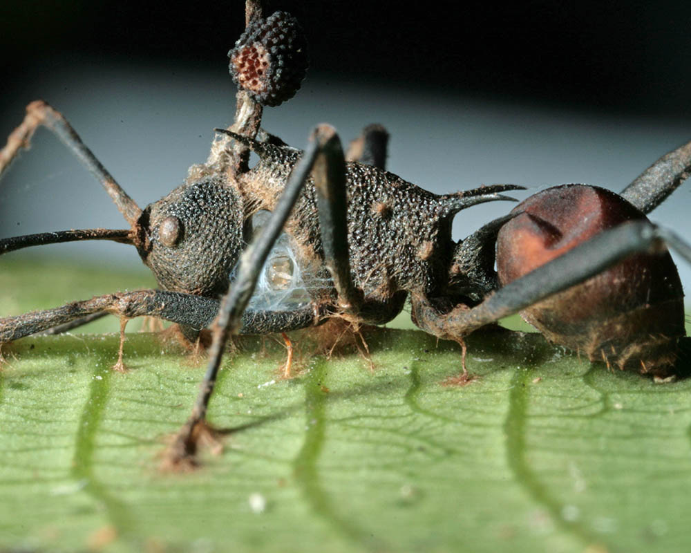 Ant Close Up 2 