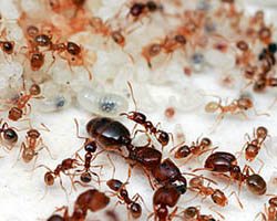 Pheidole ant colony with queen