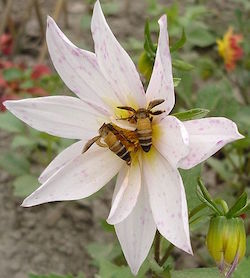 a flower is shown. It has 8 petals that all come together to the center of the flower in the middle o the image. Two honeybee are in the middle of the flower, presumably collecting nectar from the flower's center. The background is green, but is blurred so one cannot make out where the flower is located.