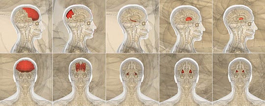 Parts of the brain affected by Internet addiction.