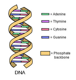 DNA Nucleotides