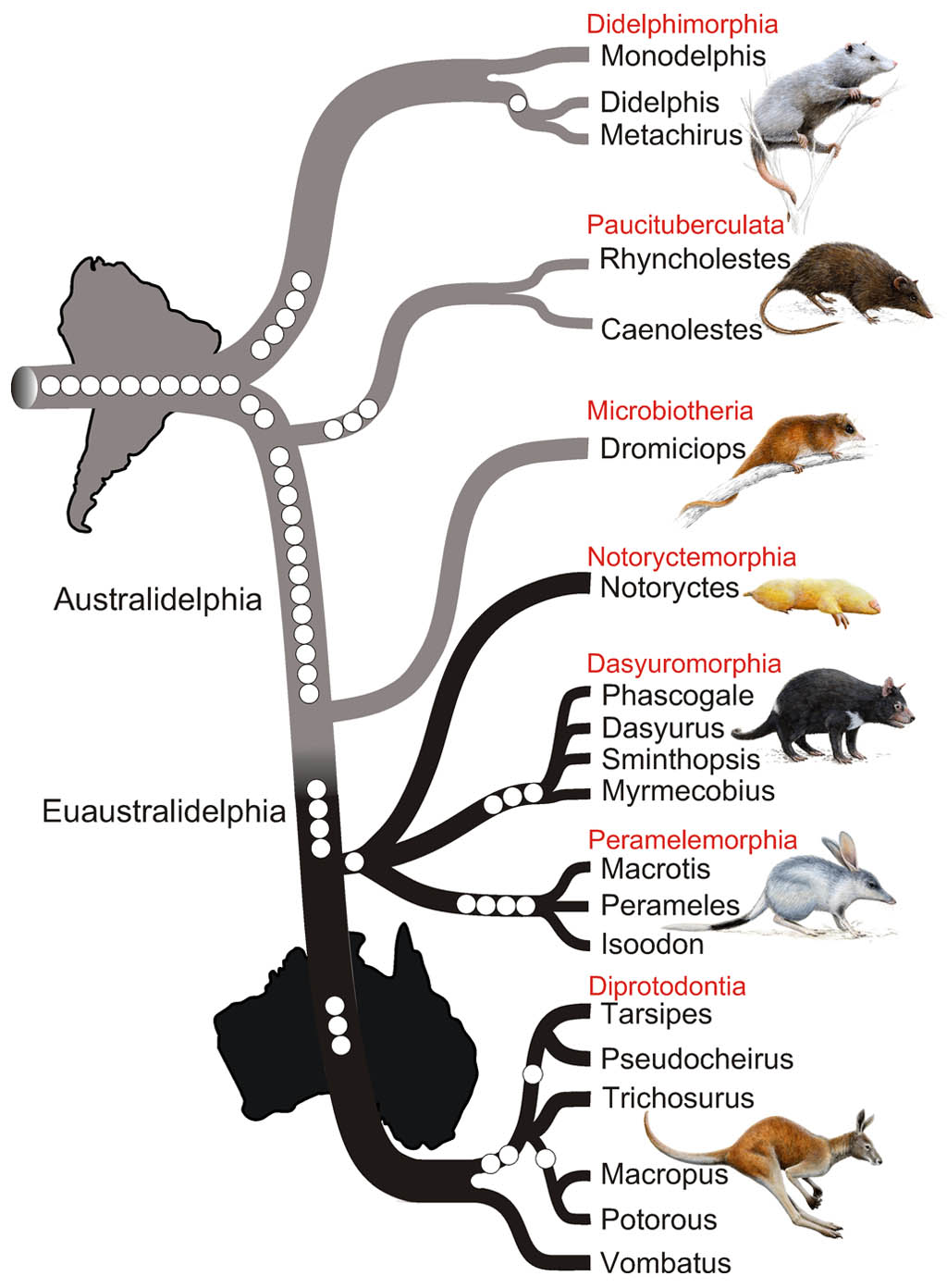 Where Did Marsupials Originate? | Ask A Biologist