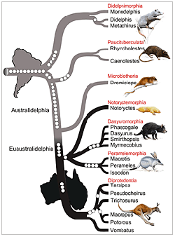 Illustration from PLoS article