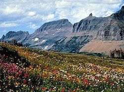 wildflowers grow in a field, covering it in blotches of white, yellow, and pink. The field sits in front of a large mountain, which is seen in the background.