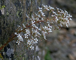 A tall plant grows out of a rocky ground. It bends to left, perhaps under the weight of its numerous white flowers. The stem supporting it has a dark red/brown color to it. 