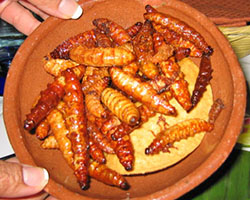 Mazcal worms