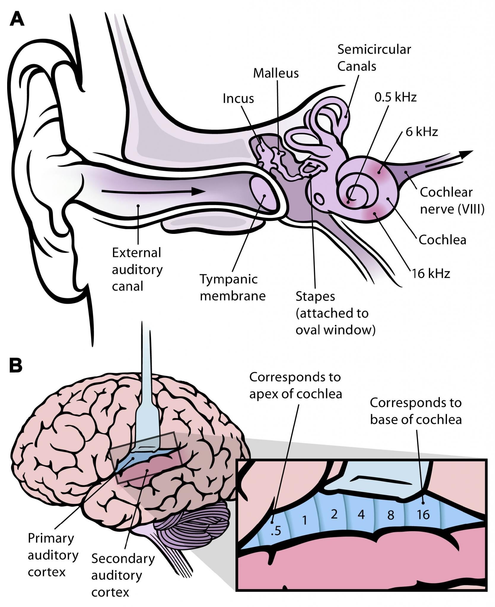 Which Part Of The Brain Processes Hearing