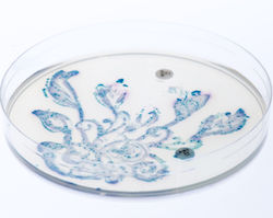Gut bacteria growing in the shape of a plant on an agar plate