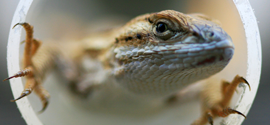 lizard close up