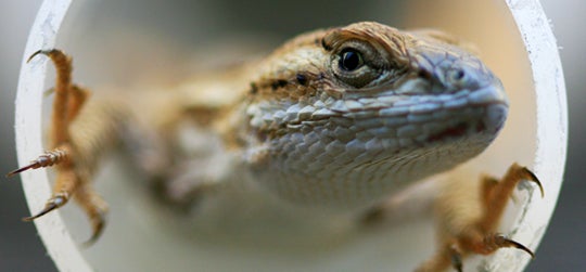 lizard close up