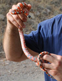 Angilletta holding a coral snake.