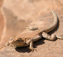 lizard sunbathing