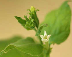 Flowering tobacco