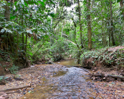 a creek in the Amazon rainforest