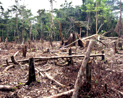 a slash and burnt section of Amazon rainforest