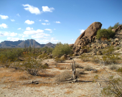 A view of the Sonoran Desert