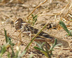 locust close up