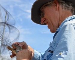 Pierre Deviche retrieves a bird from  a bird net
