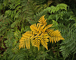 A bunch of green ferns, with a yellowing fern in the middle