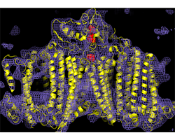a molecular representation of photosystem 1