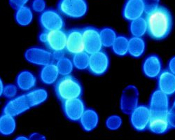 An image of blue, fluorescent yeast.