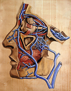 An anatomy drawing showing veins in the face