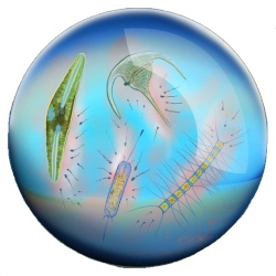 Illustration of microorganisms in a drop of water.