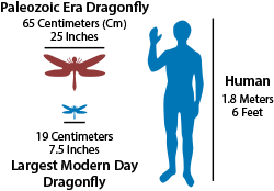 300 million years ago insects similar to the modern day dragonfly had wingspans up to 65 centimeters (cm). 