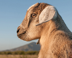 A picture of the upper body of a baby goat, shown mostly in profile