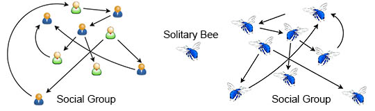 Social groups of humans and bees