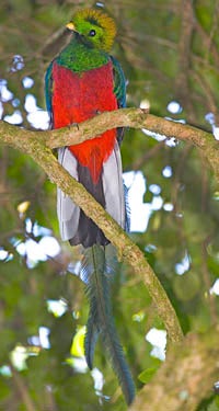 Resplendent Quetzal