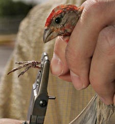 Kevin McGraw banding House Finch