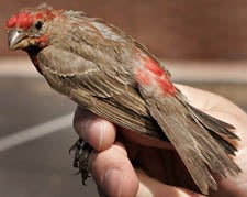 House Finch