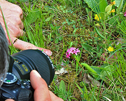 Someone taking a close up picture of pink flowers.