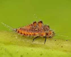 A large brown and orange scale insect on a branch, with a green background