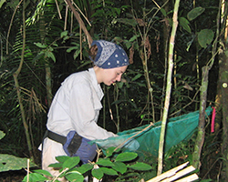 Elizabeth Pringle studying seed dispersal in Peru