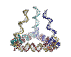 DNA base structure