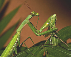 A picture of a praying mantis eating the corpse of another praying mantis.